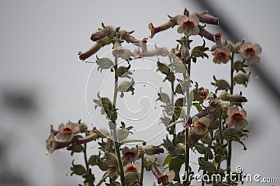 Chinese Wild flower Stock Photo